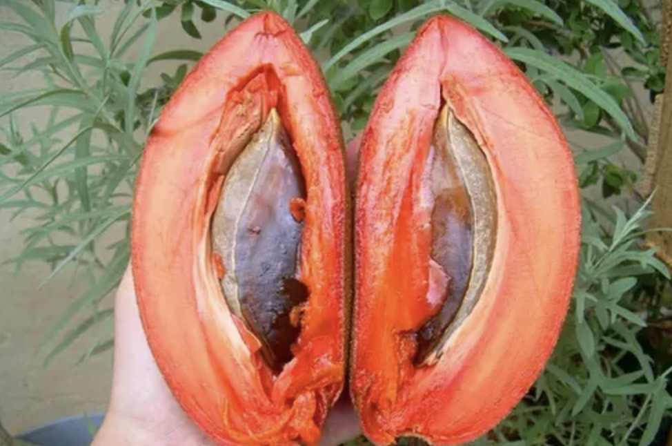 Sapota Extract in Capsules