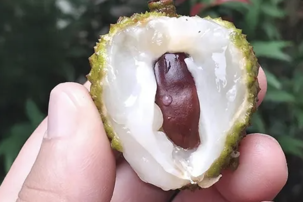 Horse Chestnut Extract in Formula